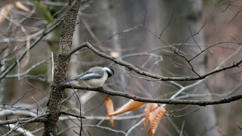 Black-capped chickadee sitting on a tree branch in the forest Stock Footage 271424163