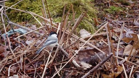 Black-capped chickadee sitting on a tree branch in the forest Stock Footage 271424297