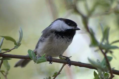 Black-capped Chickadee sitting on a twig 写真素材