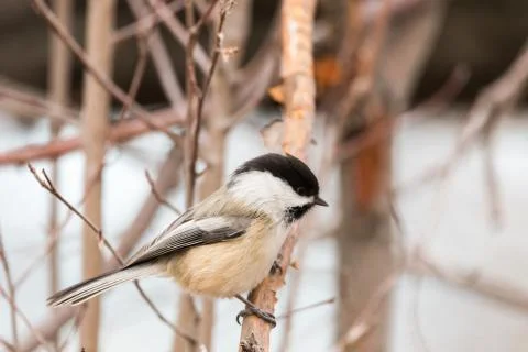 Black Capped Chickadee sitting upon a branch during the winter. Stock Photos