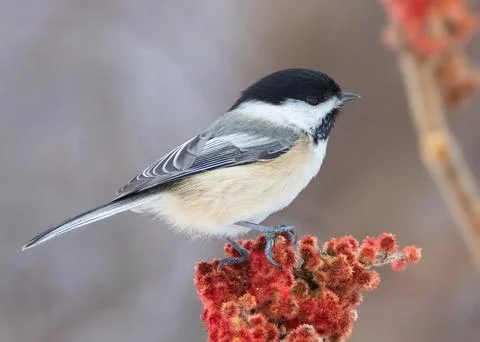 Black-capped Chickadee standing on red fruits of Staghorn Sumac shrub Stock Photos