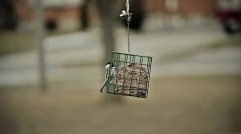 Black-capped Chickadee on suet feeder Stock Footage 1684424