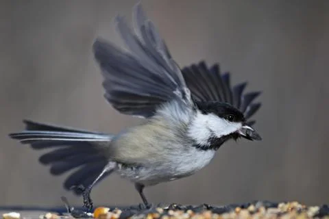 Black-capped chickadee taking flight Stock Photos