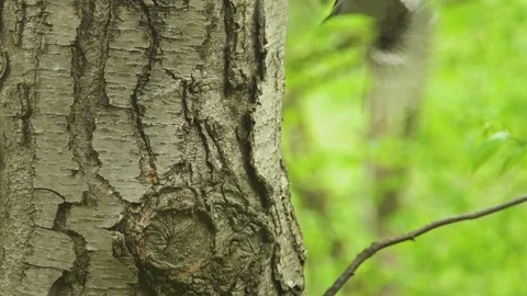 Black-capped Chickadee on Tree and then Flies towards Camera in Slow Motion Video stock 89906766