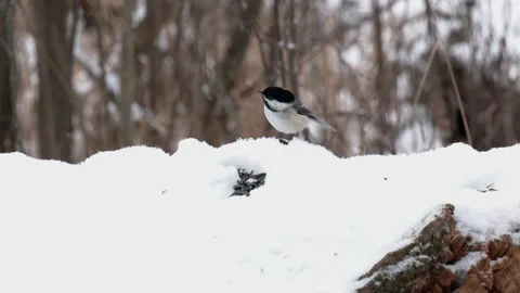 Black-capped Chickadee &amp; Tufted Titmouse, winter, woods feeder, E USA Stock Footage 146142692