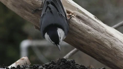Black Capped Chickadee upside down Stock Footage 75648220