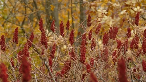 Black-capped Chickadee wandering among Sumac trees. Stock Footage 164304489