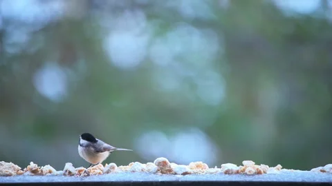 Black-capped chickadee wild bird perched on balcony in winter snow eating Vidéo 330287030