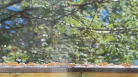 Black-capped chickadee wild bird perched on balcony in winter snow eating Stock Footage 330287684