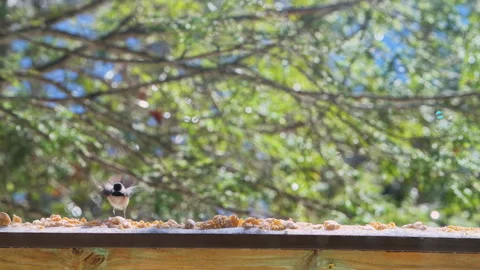 Black-capped chickadee wild bird perched on balcony in winter snow eating Stock Footage 330288849