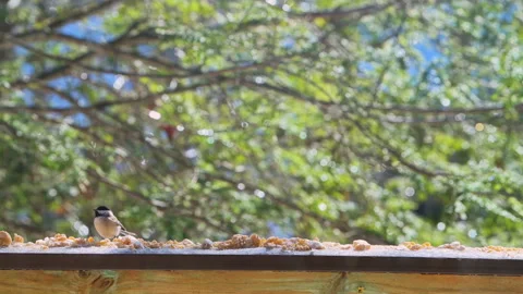 Black-capped chickadee wild bird perched on balcony in winter snow eating Stock Footage 330289007