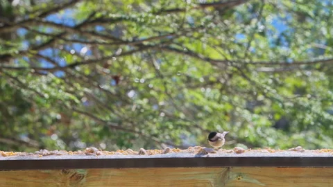 Black-capped chickadee wild bird perched on balcony in winter snow eating Видео 330289192
