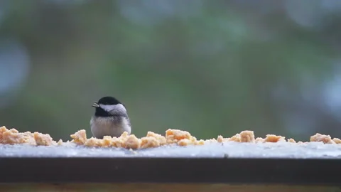 Black-capped chickadee wild bird perched on balcony in winter snow slow motion Stock Footage 330293135