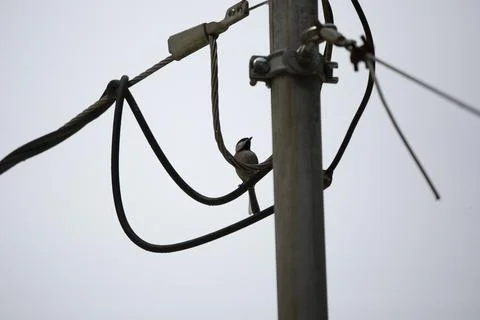 Black-Capped Chickadee on a Wire Stock Photos