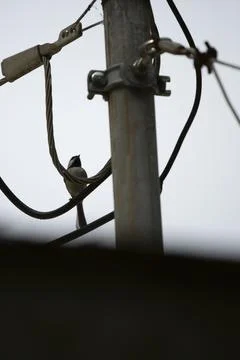 Black-Capped Chickadee on a Wire Stock Photos