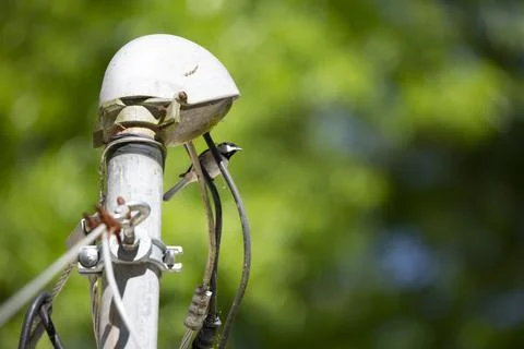 Black-Capped Chickadee on a Wire Stock Photos