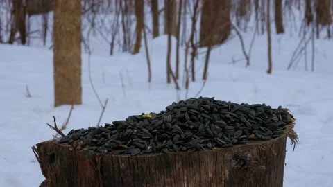 Black-capped chickadee’s and a Dark-eyed junco eating sunflower seeds Stock Footage 171341164