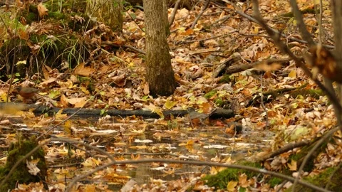 Black capped chikadee bathing, washing body in pond water in autumn leaves Stock Footage 163800640