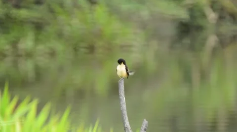 Black-capped Donacobius preening 스톡 동영상 64827605