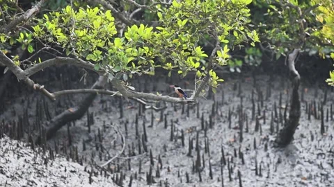 Black-capped kingfisher looking graceful in Sundarbans national park Stock Footage 269014664