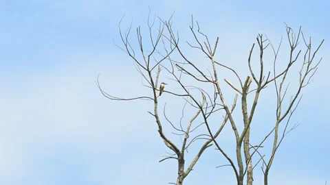 Black-capped Kingfisher Perched on Dead Tree Stock Footage 342579628
