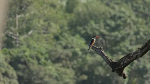 Black capped Kingfisher Perched on Tree Branch Takes Flight 動画素材 273578574