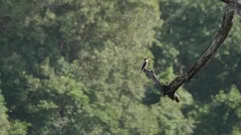 Black-Capped Kingfisher Perched on a Tree Branch and Rainforest background Vídeo Stock 274448502