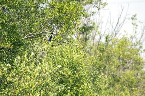 Black-capped Kingfisher, perching on tree branch in forest park Stock Photos