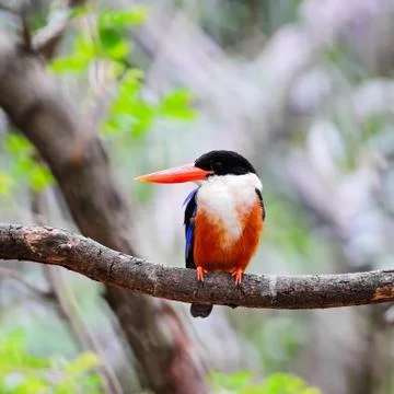 Black-capped kingfisher Stock-Fotos