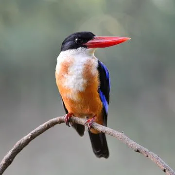 Black-capped Kingfisher Stock Photos