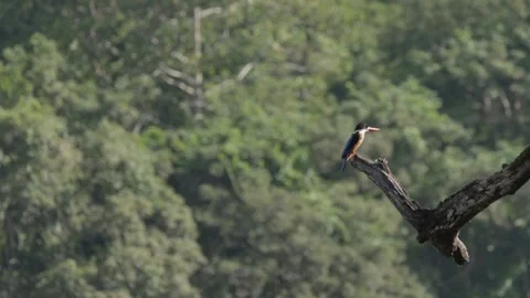 Black-Capped Kingfisher Resting on a Tree Branch, Medium Shot Stock Footage 274481011