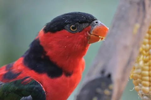 A Black-capped lory , also known as the tricolored lory. Wildlife animal. Stockfoto's