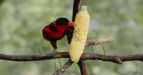 Black-capped lory eating corn on tree branch Stockbeeldmateriaal 347698730
