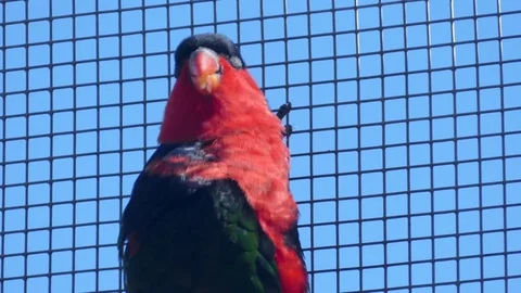 Black Capped Lory Feeding On Seed Stock Footage 78042845