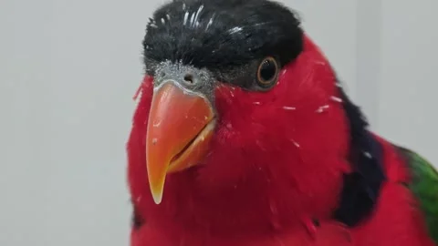 The Black capped lory has green wings, red head and upper body, a black. Stock Footage 306759560
