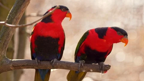Black-capped lory (Lorius lory erythrothorax) 動画素材 88545665