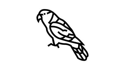 Black capped lory parrot bird line icon animation Stock Footage 326132985