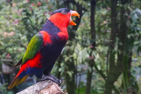 Black-capped Lory Parrot Squawking at Taman Safari Bogor Indonesia 库存照片