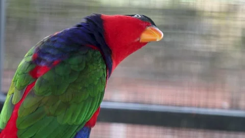 A Black-capped Lory perched in a cage at a wildlife park 스톡 동영상 316272313