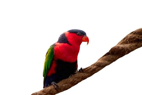 Black-Capped Lory Perched on a Thick Rope Isolated on White 스톡 사진