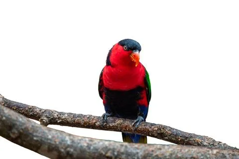 Black-Capped Lory Perched on a Tree Branch Isolated on White 스톡 사진