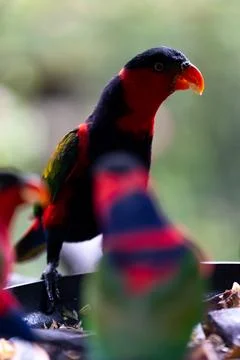 Black-Capped Lory Side Profile at Feeding Bowl Stock Photos