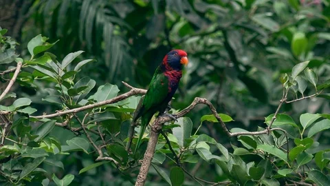 Black-capped lory sits on tree branch against green foliage of tropical plants  Stock Footage 93533966