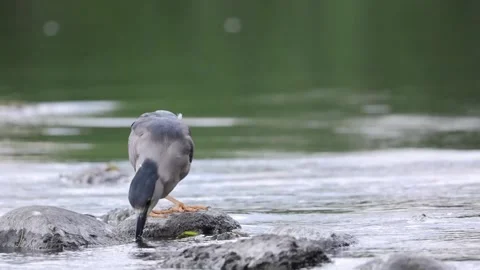 A black-capped night heron drinking Stock Footage 202609055