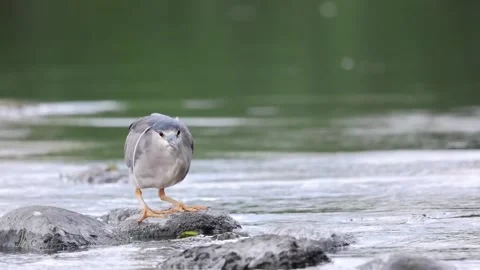 A black-capped night heron eating fish Stock Footage 202609051