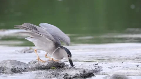 Black-capped night heron missing fish Stock Footage 202609063