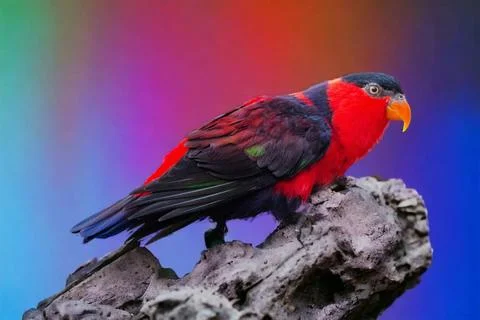 Black-Capped Parrot Stock Photos