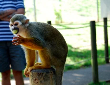 A black-capped squirrel monkey eating fruit and resting on tree stump Stock Photos