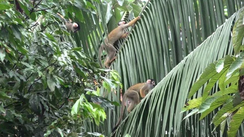 Black-capped Squirrel Monkey family move and talk in amazon rainforest Stock Footage 99364173