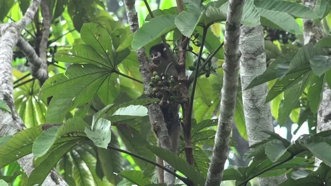 Black-capped Squirrel Monkey feed on fruits and move in the amazon lowland ra Stock Footage 99524470